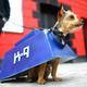 Illustration for article titled The Absolute Cutest Dog Cosplay of All Time